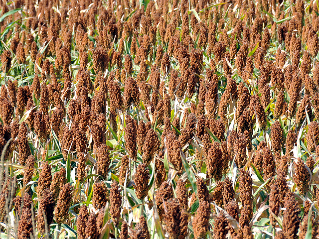 A sorghum field in Kansas in 2014. (Photo courtesy of Lin Tan)